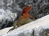 Galapagos 3-1-05 Espanola Punta Suarez Lava Lizard Endemic to the Galapagos, the colourful lava lizard is a fairly small reptile measuring only about 30cm long. The female has the red colour under her chin. The males are more speckled and bigger. This one is a female.